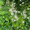 #アスチルベ の花が咲き始めました。2026.07.02.
