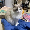 今夜のふくちゃんはとても眠そう