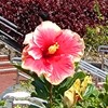 沖縄ワールドの花たち