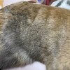 2回目の月命日