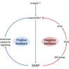 SASPとERストレスのネガティブフィードバックループ (Molecular Cell 2015年9月3日号掲載論文)