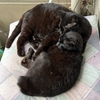 今朝の黒猫ダブル