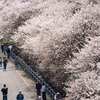 一足お先に足柄でお花見。