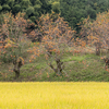 大人の日帰りウォーキング。日本最古の道といわれる奈良県「山の辺の道」へ