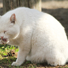 猫写真　in川越、新宿御苑、池袋のねこぶくろ　今週のお題「ねこ」