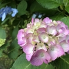 今日、62歳になりました。