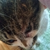野良猫の酷い怪我