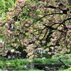 都内最後のお花見は清澄庭園のサトザクラ｜2024年の開花状況、桜の場所、アクセス（東京都江東区）