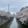 目黒川の桜を見に行ってきました。