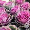 【葉牡丹】アポロチョコみたいに尖ってきた！と思ったら、菜の花に変身？！