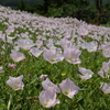 御神崎の花たち