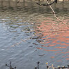 桜の蕾と泳ぐ鴨20250327