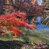 日本庭園を満喫しました：Fort Worth Botanic Garden