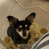まろにー1881日目