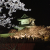 兼六園の夜桜見てきた