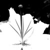 Art Form in Nature：Lily