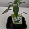 トマトの定植