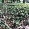 世界遺産上賀茂神社の葵の森　秋