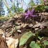 2024年3月27日(水)　[福井]城山(じょうやま、蕗野寺城跡)へカタクリの花をたずねる！