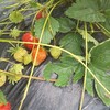 苺作りの総括：苺栽培初めての方が気を付けた方が良いと思われる注意点まとめ