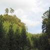 北山杉の見える風景と水苔
