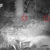 「しし防」の効果は？ 新たな訪問者が…🦝