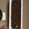 【家庭菜園】「マメ科植物は肥料いらず」は本当か？完全無肥料で枝豆を育てた結果
