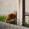 周南諸島のねこさん