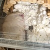 0.1tから始めるダイエット157日目