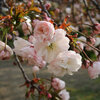 高崎城址公園周辺散歩　普賢象・正月・福禄寿・子福桜・御衣黄・躑躅もちらほら