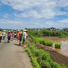 稲の多年草化栽培