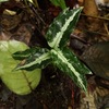 Aglaonema pictum”ちゃんぷーる”BNN from Sibolga timur【AZ0721-1f】