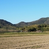 勘十郎岳のミツバツツジ