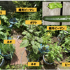 夏野菜ピーマン05【4個目の収穫】　夏野菜キュウリ05【６本目の収穫】