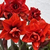 アマリリスの花たち