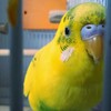 カキカキしてほしいポーズ