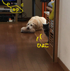逃走とお出かけ
