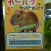 京都市動物園の新かぴ