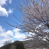 道に迷って桜