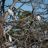 カラスに脅されてゴイサギが野鳥の島に避難中