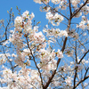 ダートラの桜が咲く日はまた来るのだろうか