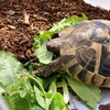ヒガシヘルマンリクガメ～やっぱり野草だね