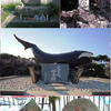 "Japanese Whaling is unethical?" posted for facebook on January 22, 2014