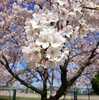 桜八分咲き