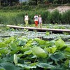 「百里の画廊」渭河の美しい景観