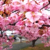 道の駅しーまーとの駐車場周辺に咲いていた桜 ② です。