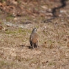 近所の公園。今日も不作。。。