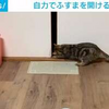 ふすまの先にはなにがある？ 必死にこじ開ける猫の姿が話題