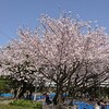 桜花見の風景