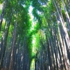 発展か退化か？～日本への道（Tao）
